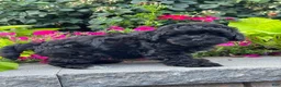 Lhasapoo dogs for sale: Austin - Ad 2