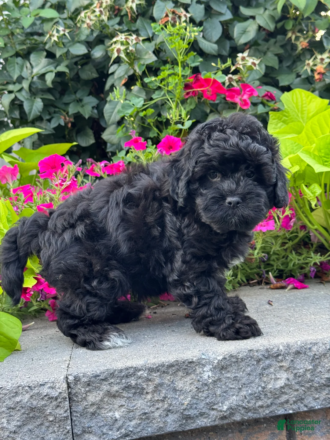 Lhasapoo dogs for sale: Austin - Ad 2