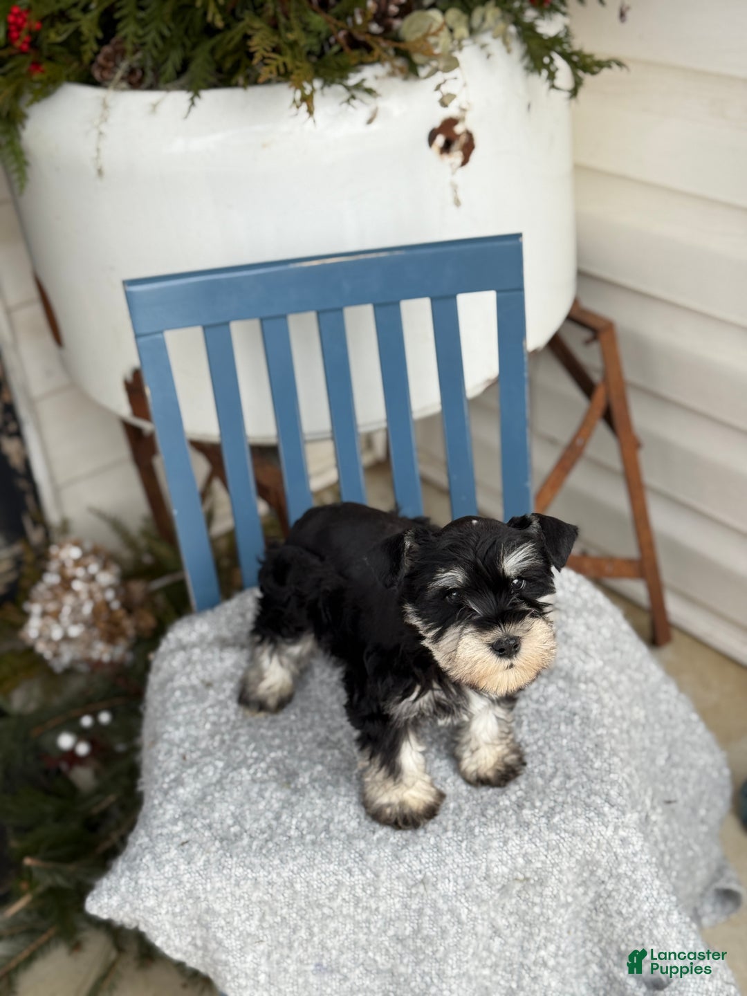 Miniature Schnauzer dogs for sale: Deacon - Ad 10