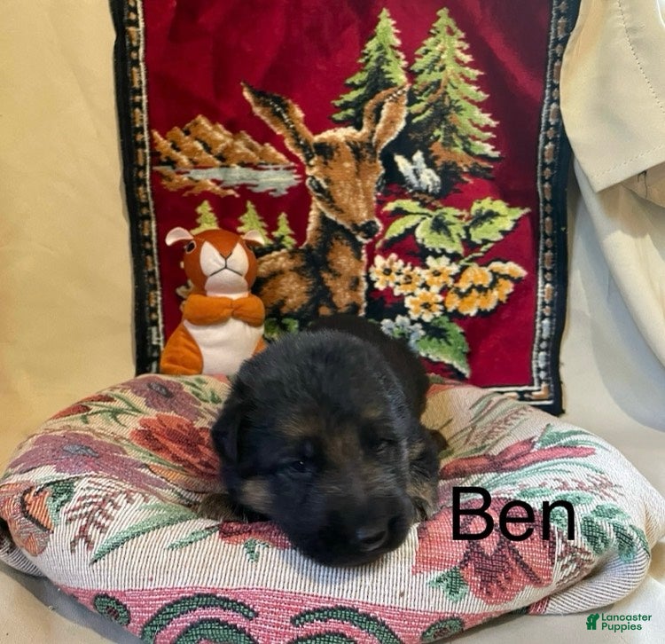 German Shepherd dogs Ben - Ad 1