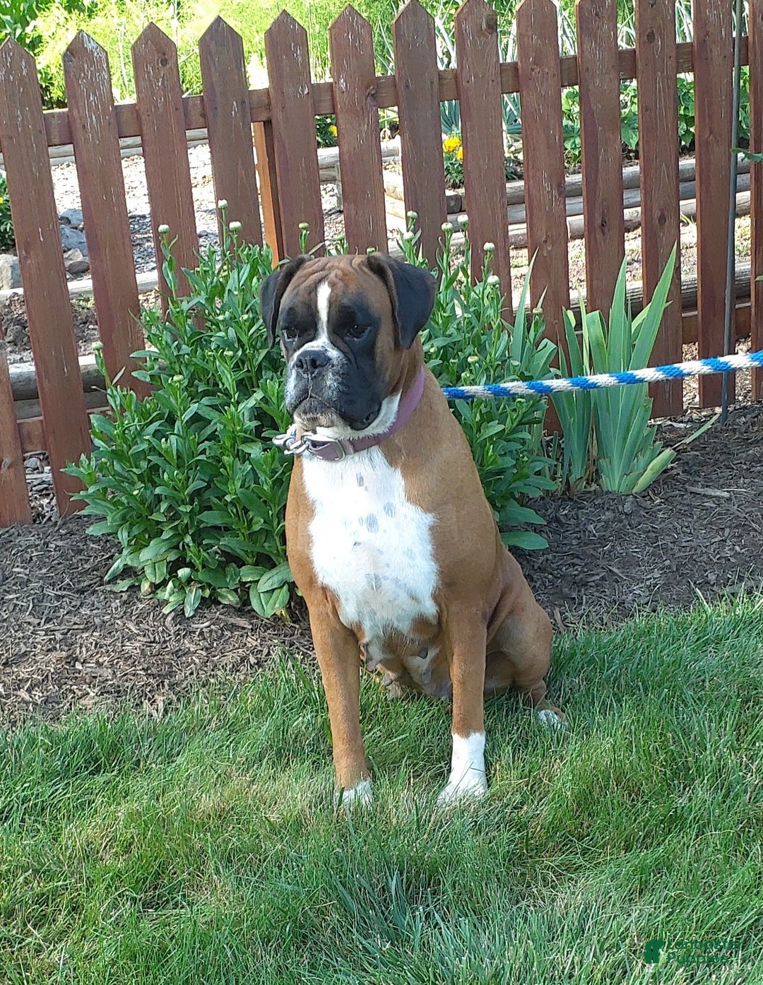 Boxer dogs for sale: Amy  - Ad 2