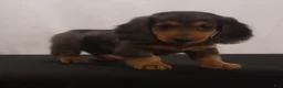 Dachshund dogs for sale: Ike - Ad 8
