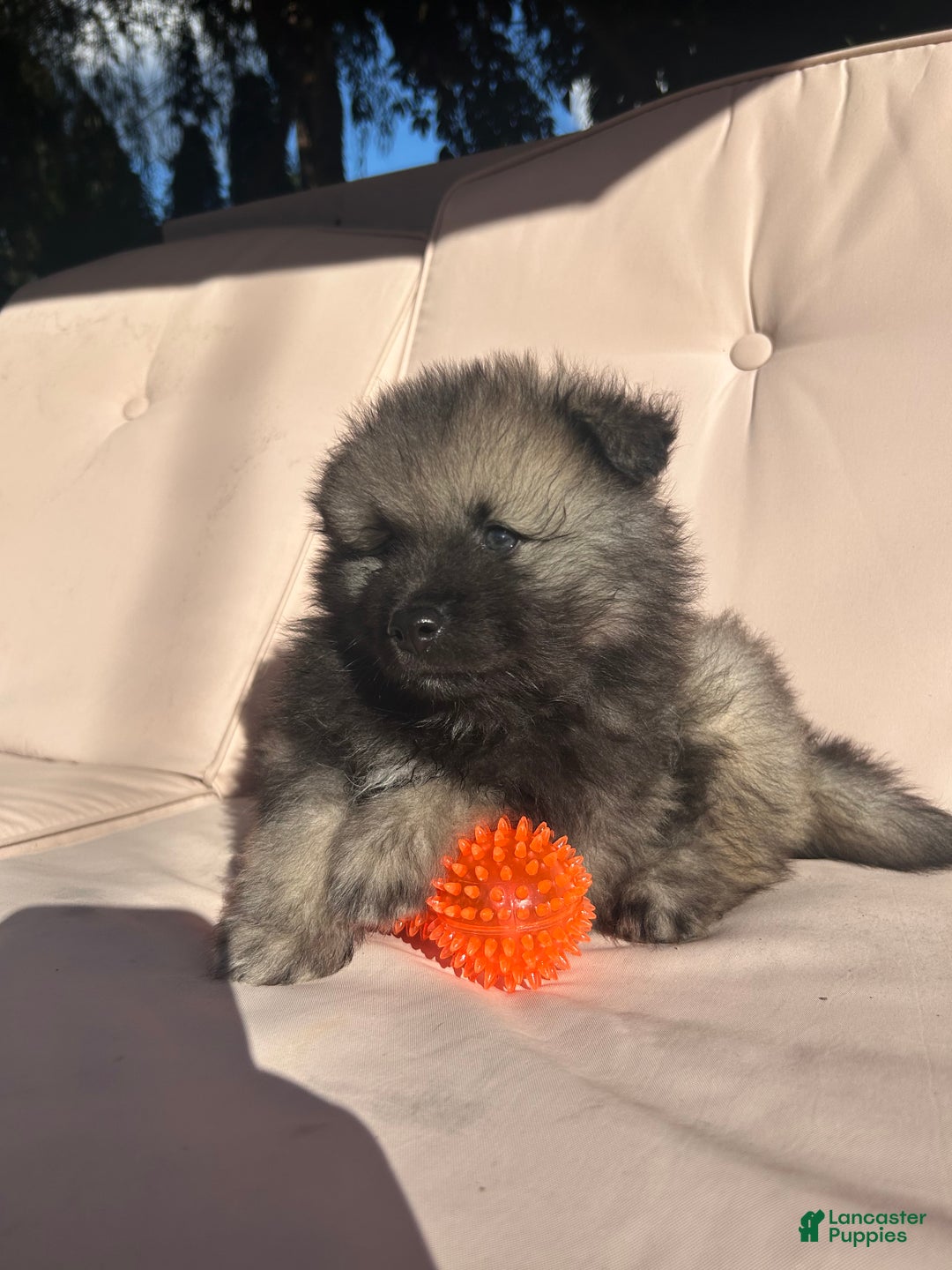 Keeshond dogs for sale: Buddy - Ad 8