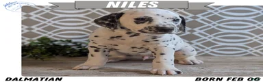 Niles