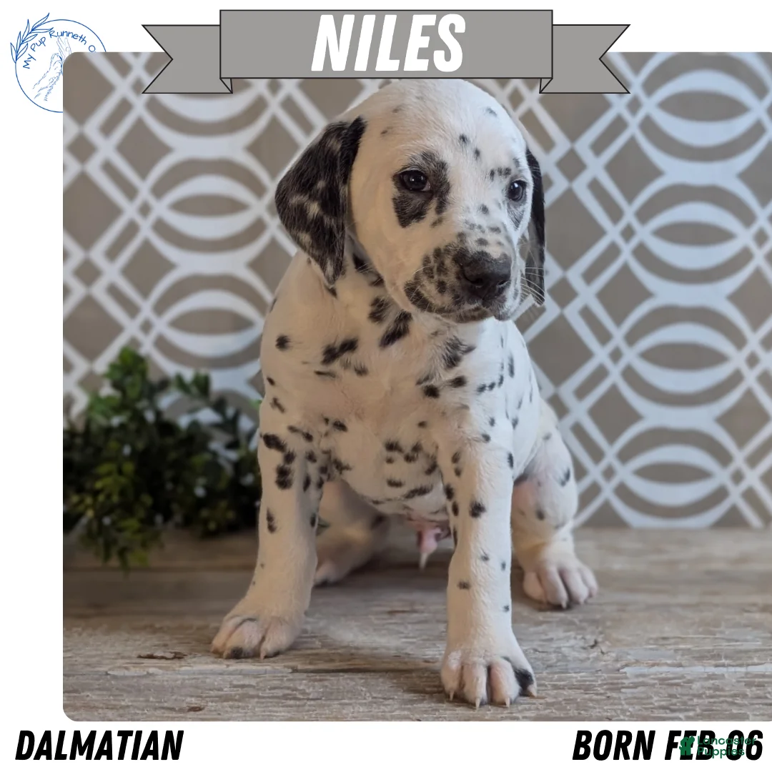 Dalmatian dogs for sale: Niles - Ad 1