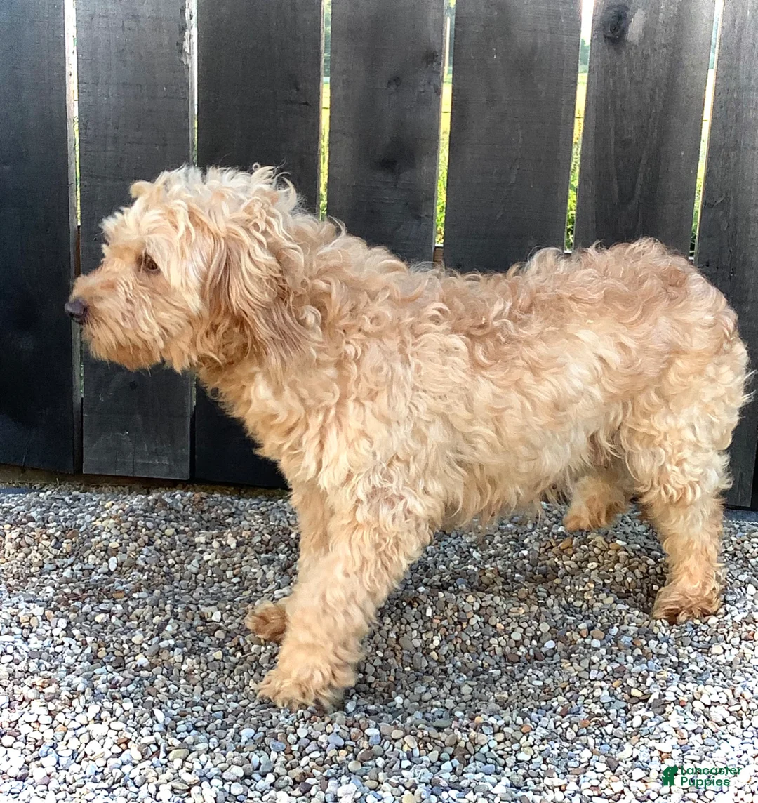 Mini Goldendoodle dogs for sale: Izzy - Ad 14