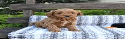Mini Goldendoodle dogs for sale: Bear - Ad 4