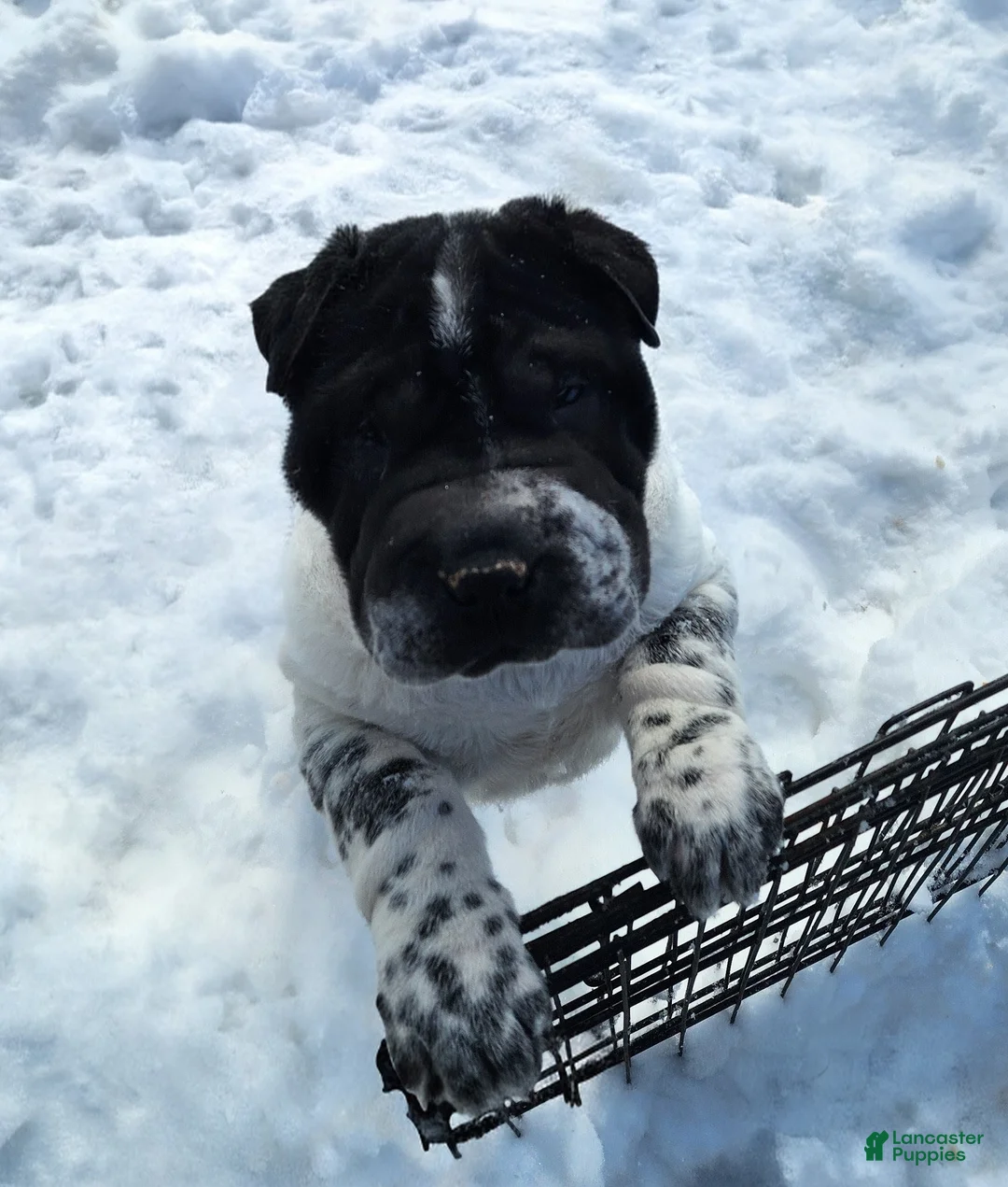 Shar Pei dogs for sale: Oreo black flower mini - Ad 5