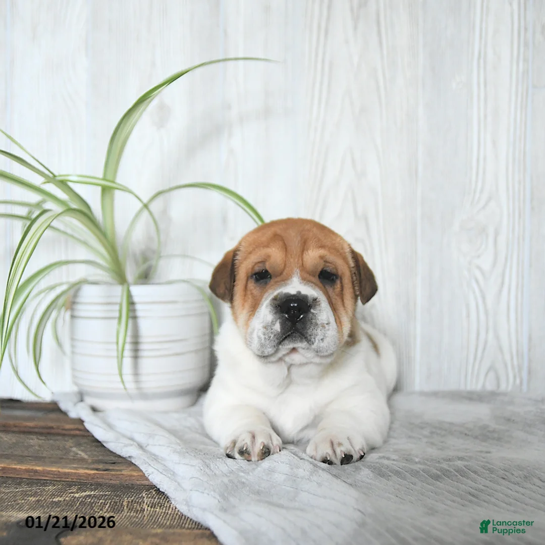 Mini Hippo dogs for sale: Griffin - Ad 5