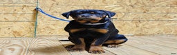 Rottweiler dogs for sale: Bessie - Ad 1