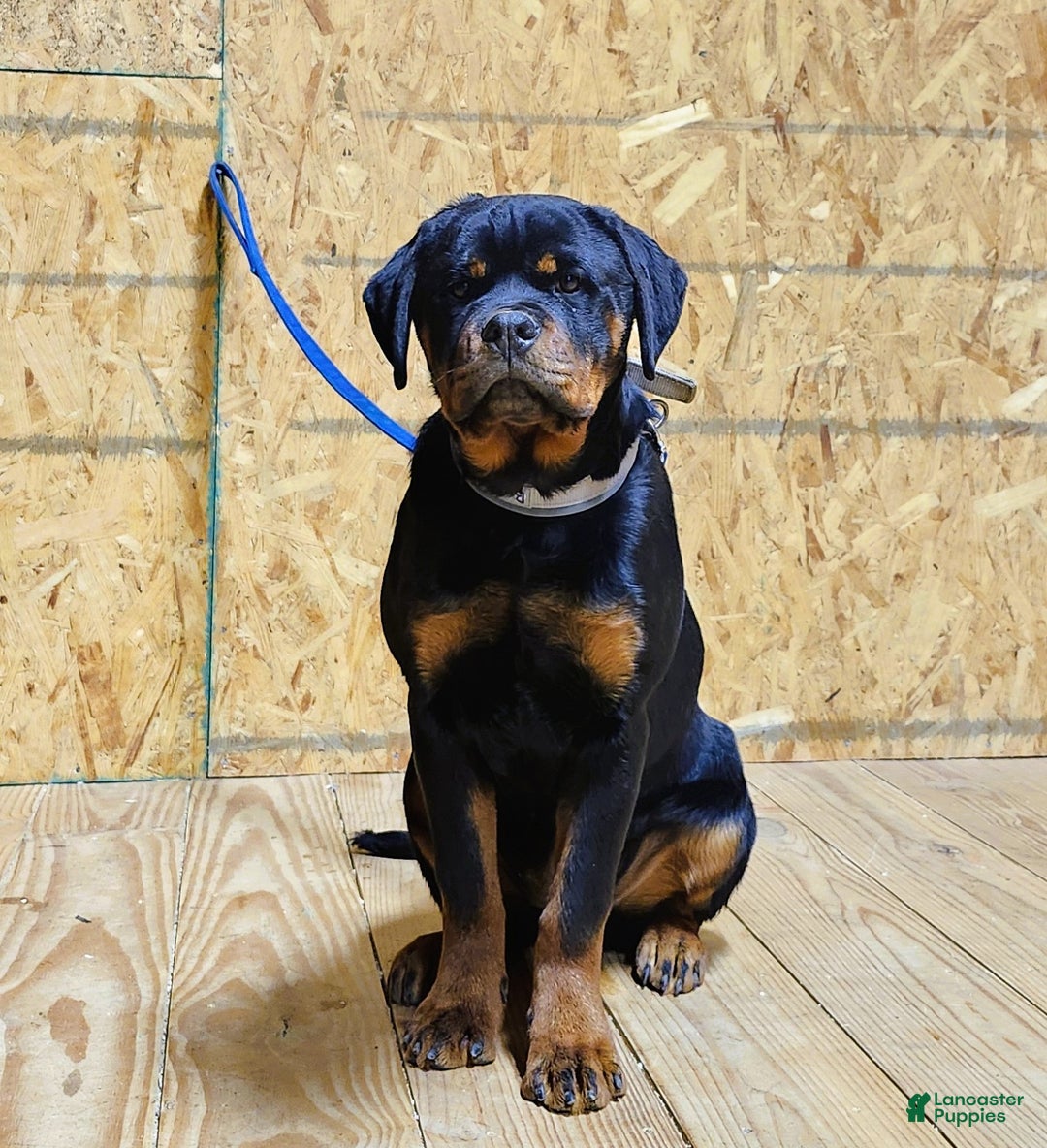 Rottweiler dogs for sale: Bessie - Ad 1