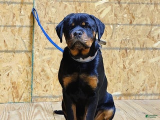 Rottweiler dogs Bessie - Ad 2