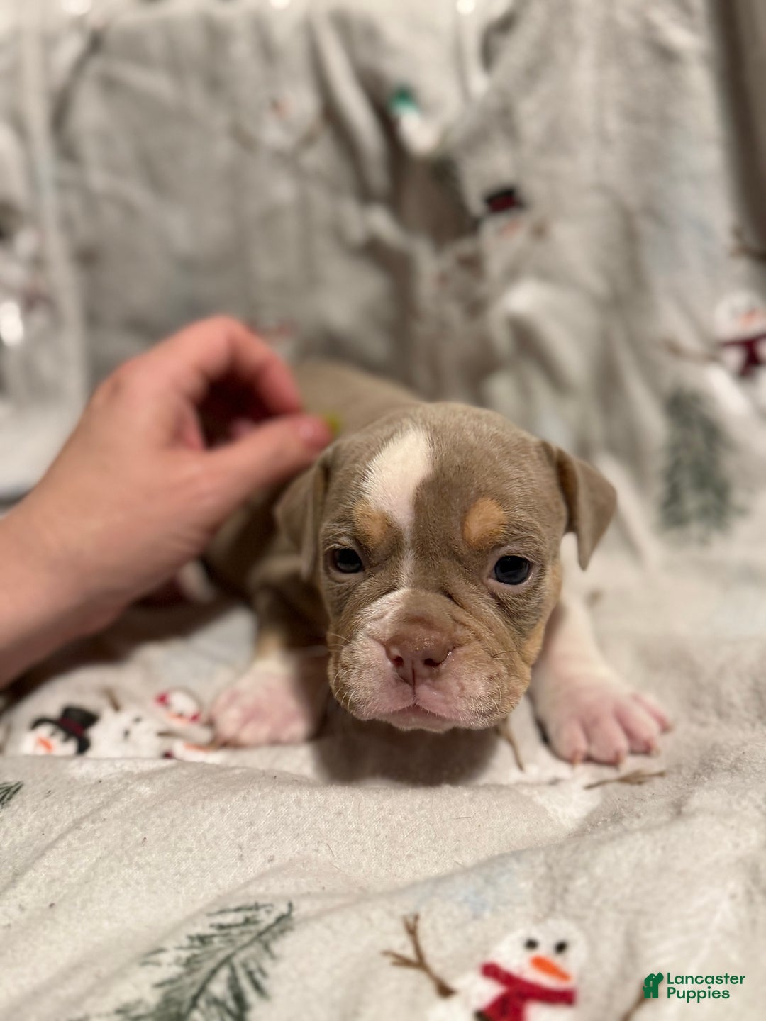 Olde English Bulldogge dogs for sale: Spencer - Ad 1