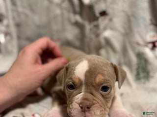 Olde English Bulldogge dogs Spencer - Ad 1