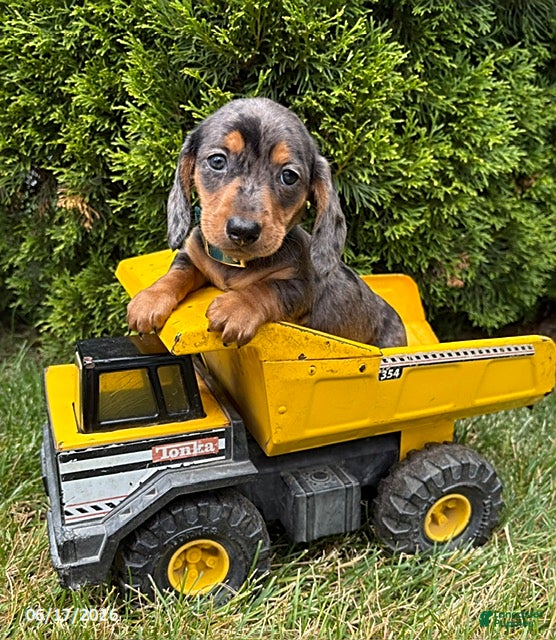Dachshund dogs Sullivan - Ad 2