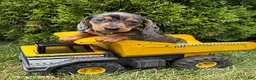 Dachshund dogs for sale: Sullivan - Ad 2