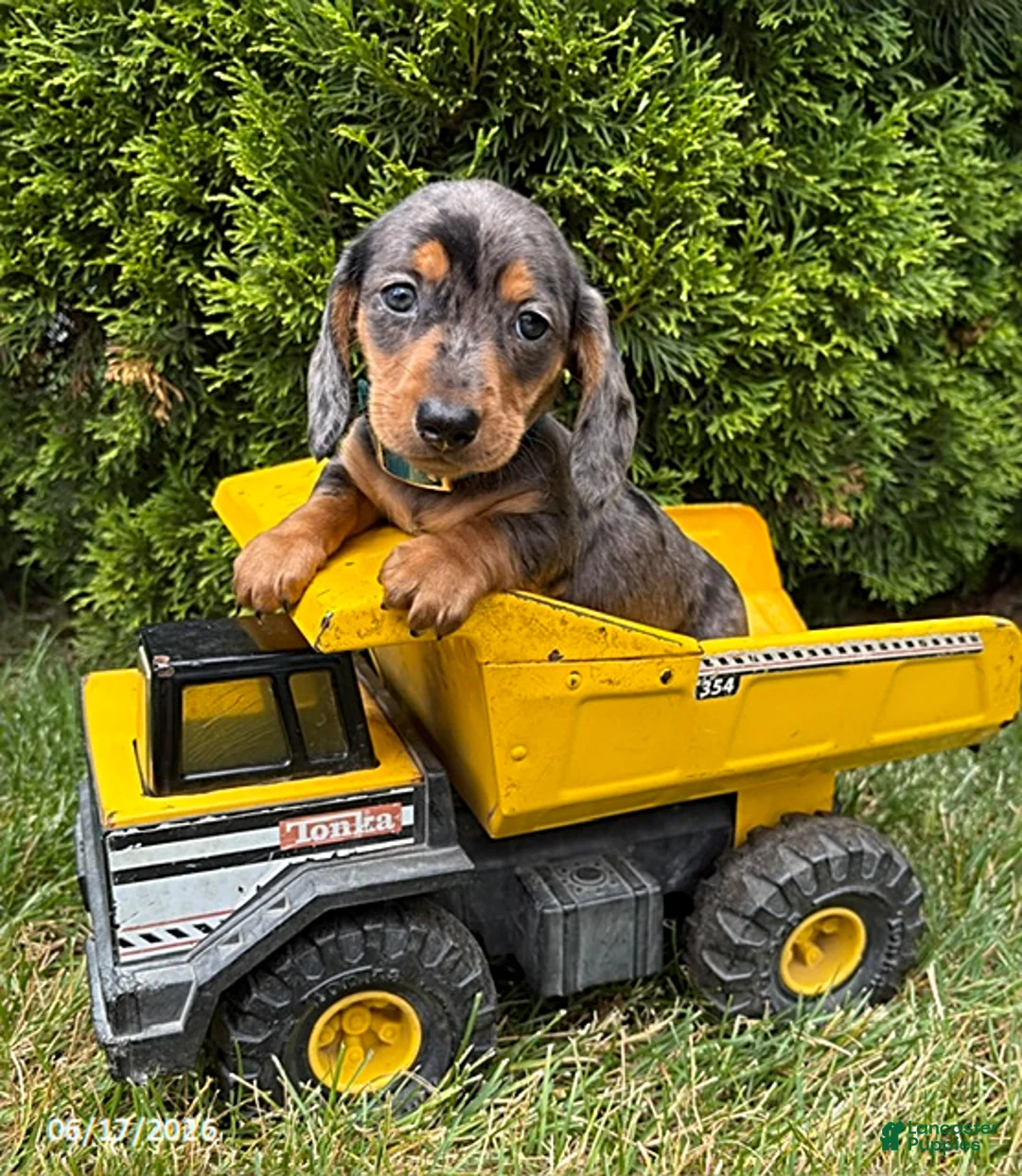 Dachshund dogs for sale: Sullivan - Ad 2