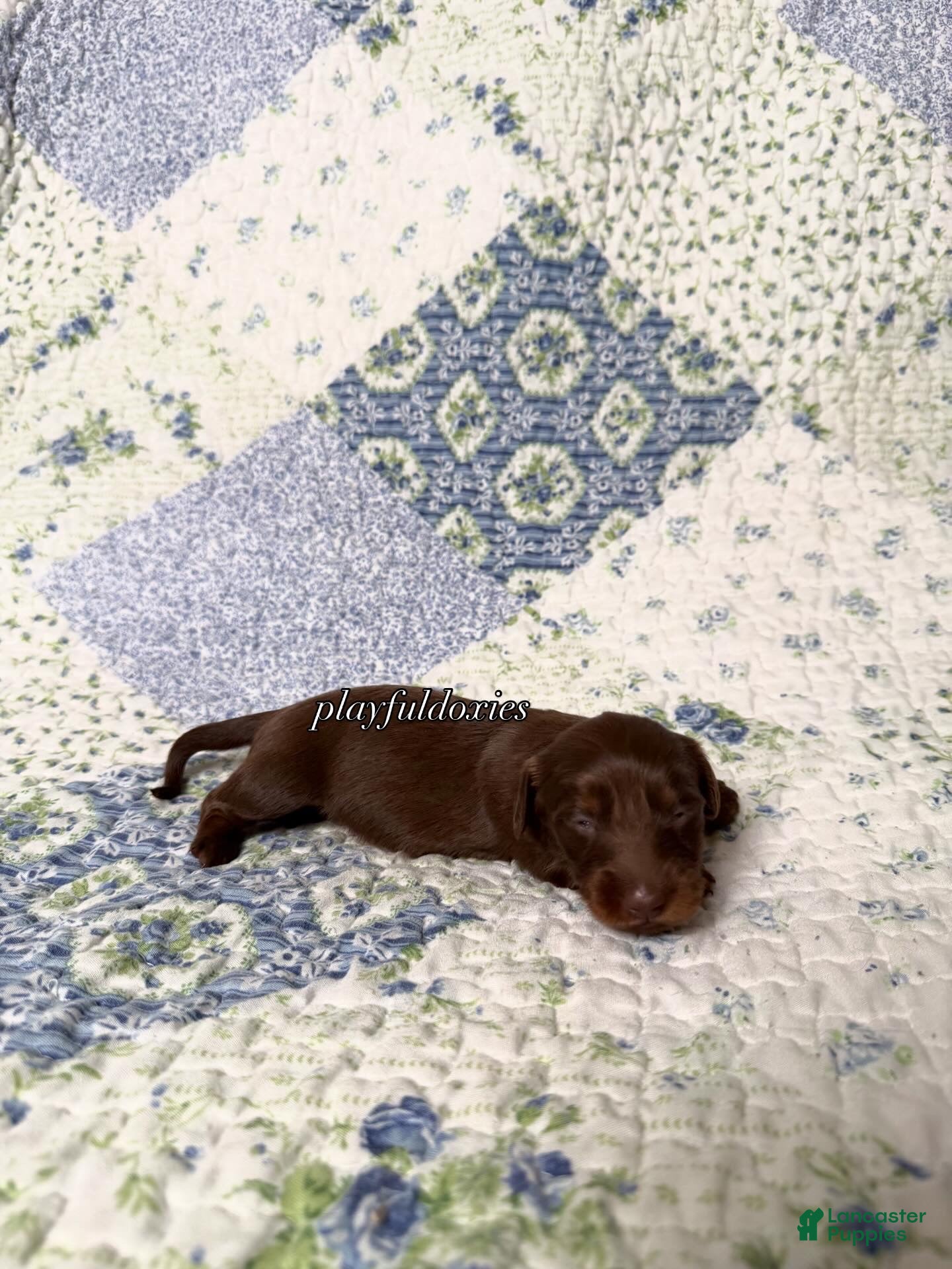 Dachshund dogs  AKC Chocolate & Tan Long Haired Female Dachshund ALL Clear - Ad 2