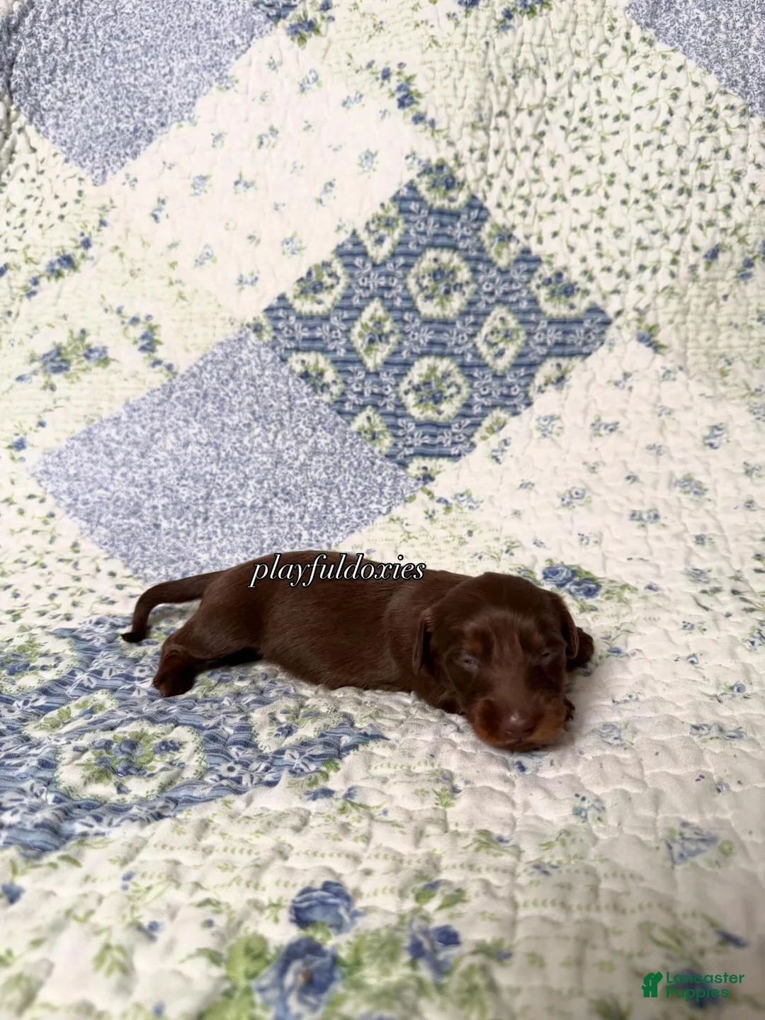 Dachshund dogs for sale:  AKC Chocolate & Tan Long Haired Female Dachshund ALL Clear - Ad 2