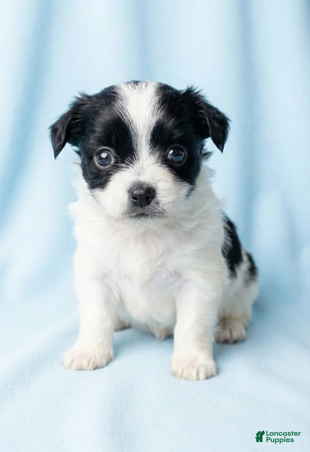 Mixed Breed dogs for sale: Edward - Ad 1