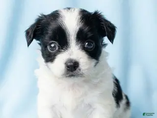 Mixed Breed dogs Edward - Ad 29