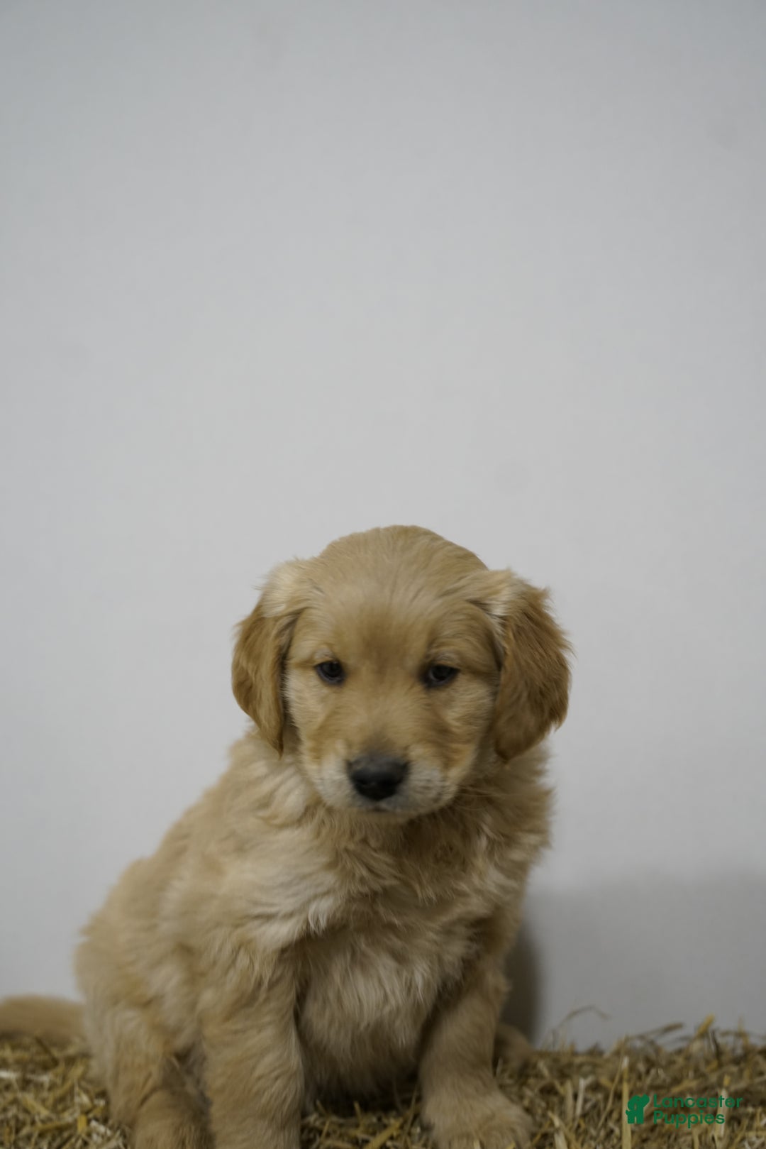 Golden Retriever dogs for sale: Golden Retriever Puppy 8 - Ad 1