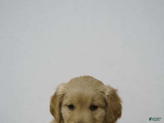 Golden Retriever dogs Golden Retriever Puppy 8 - Ad 8