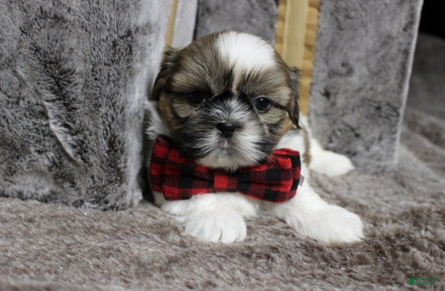 Shih Tzu dogs Dallas - Ad 6