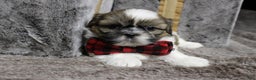 Shih Tzu dogs for sale: Dallas - Ad 1