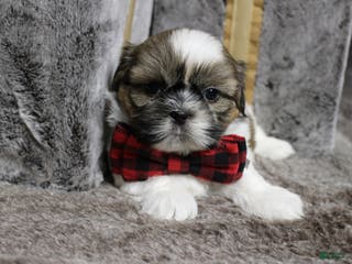 Shih Tzu dogs Dallas - Ad 6