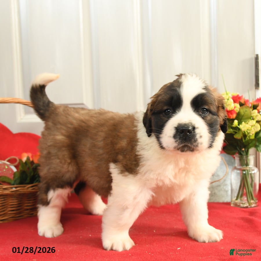 Saint Bernard dogs Heidi - Ad 14