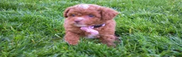 Miniature Poodle dogs for sale: Dahlia 🐶 - Ad 13