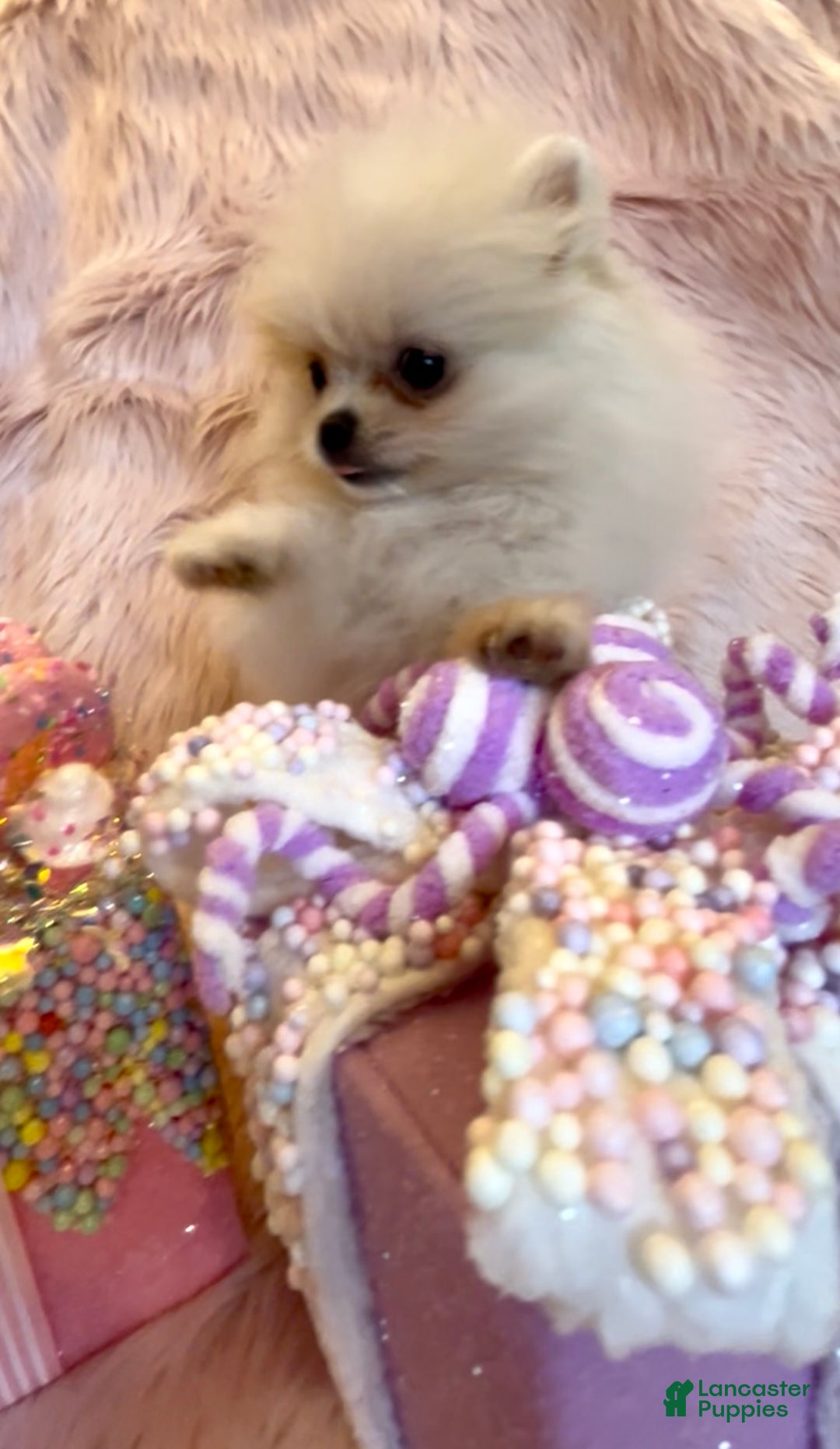 Pomeranian dogs for sale: Lynette AKC Registered full rights  - Ad 30