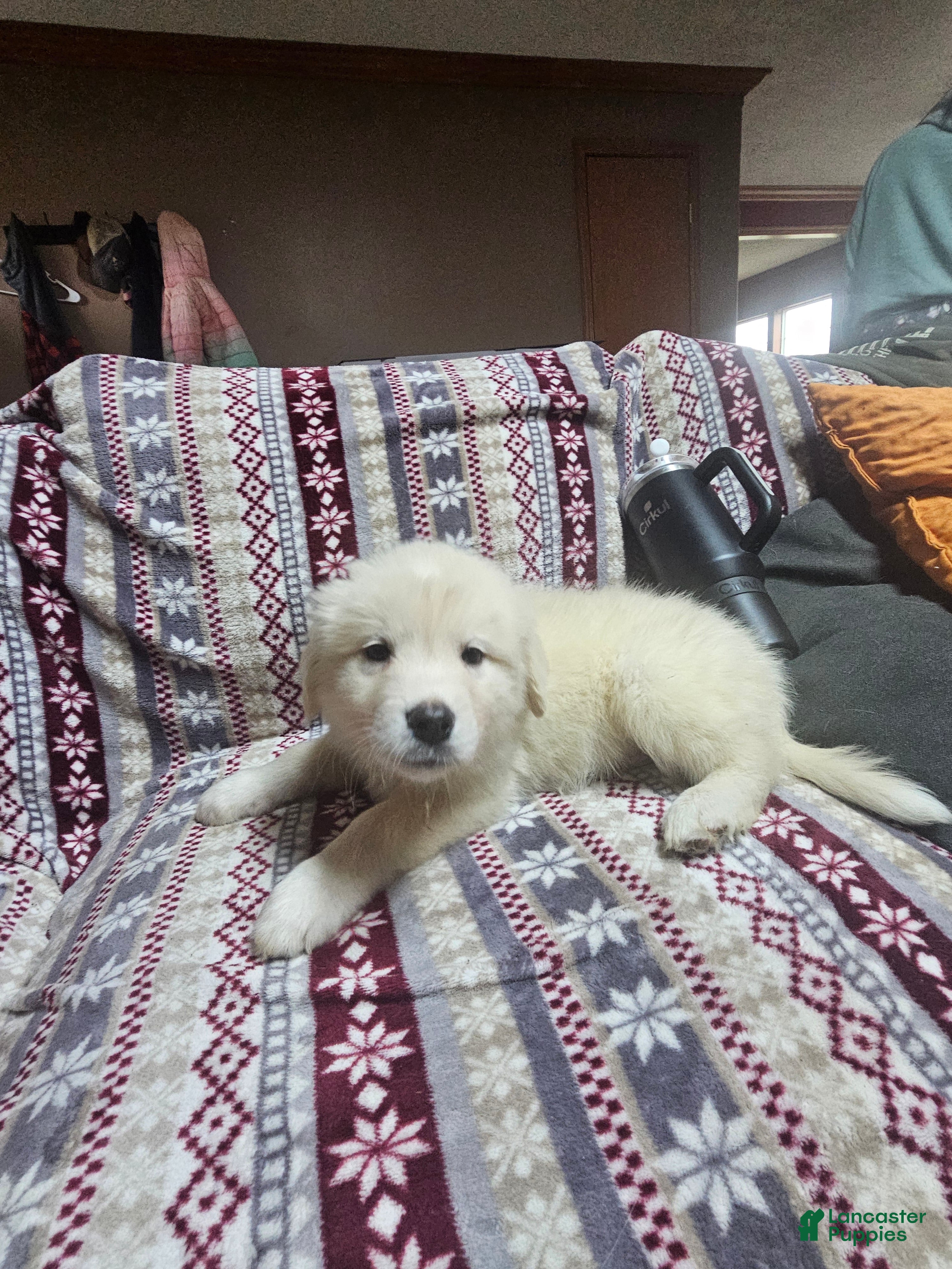 Mixed Breed dogs Mixed Breed Puppy 3 - Ad 12