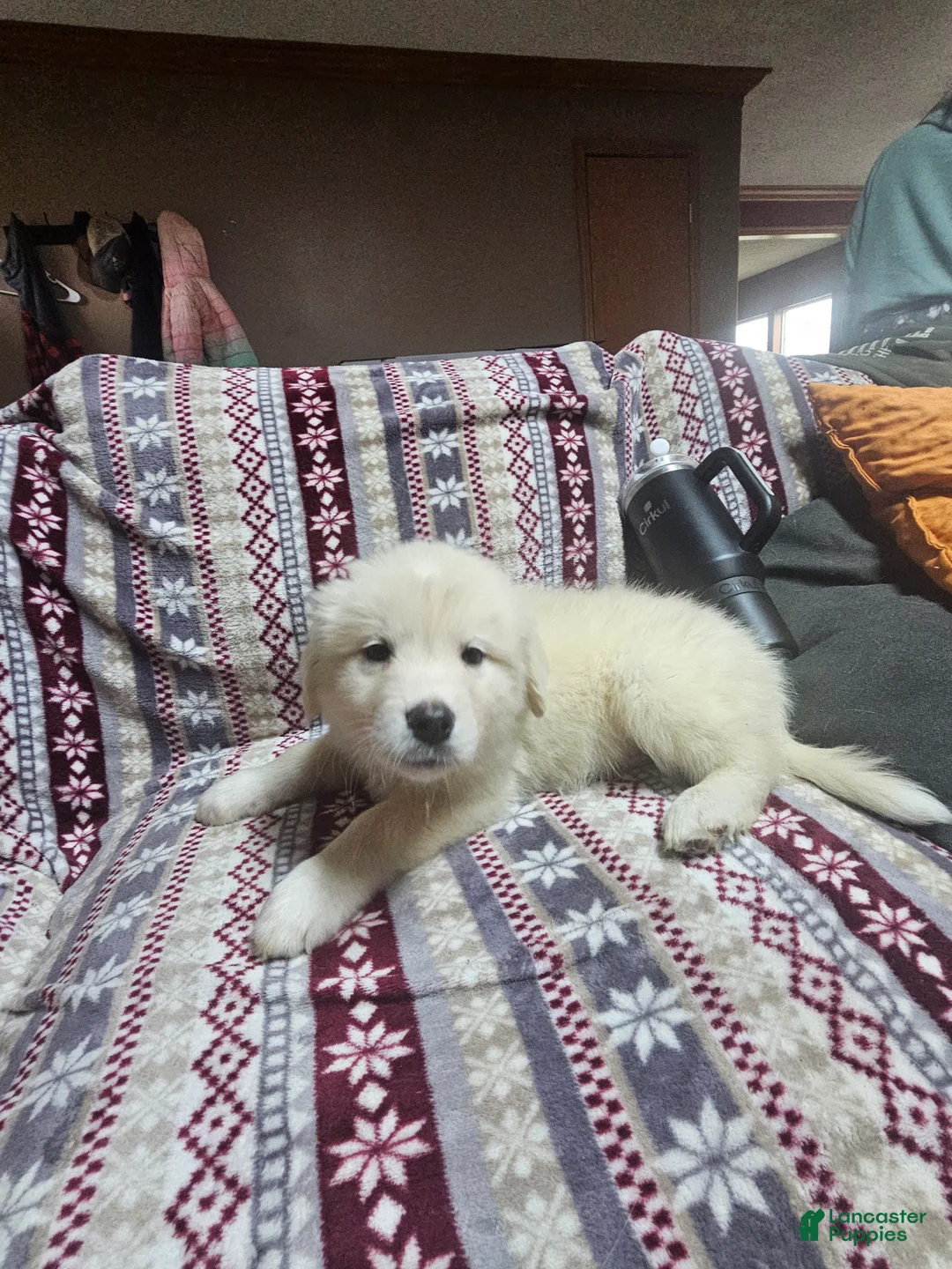 Mixed Breed dogs for sale: Mixed Breed Puppy 3 - Ad 1