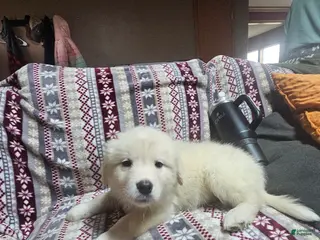 Mixed Breed dogs Mixed Breed Puppy 3 - Ad 12