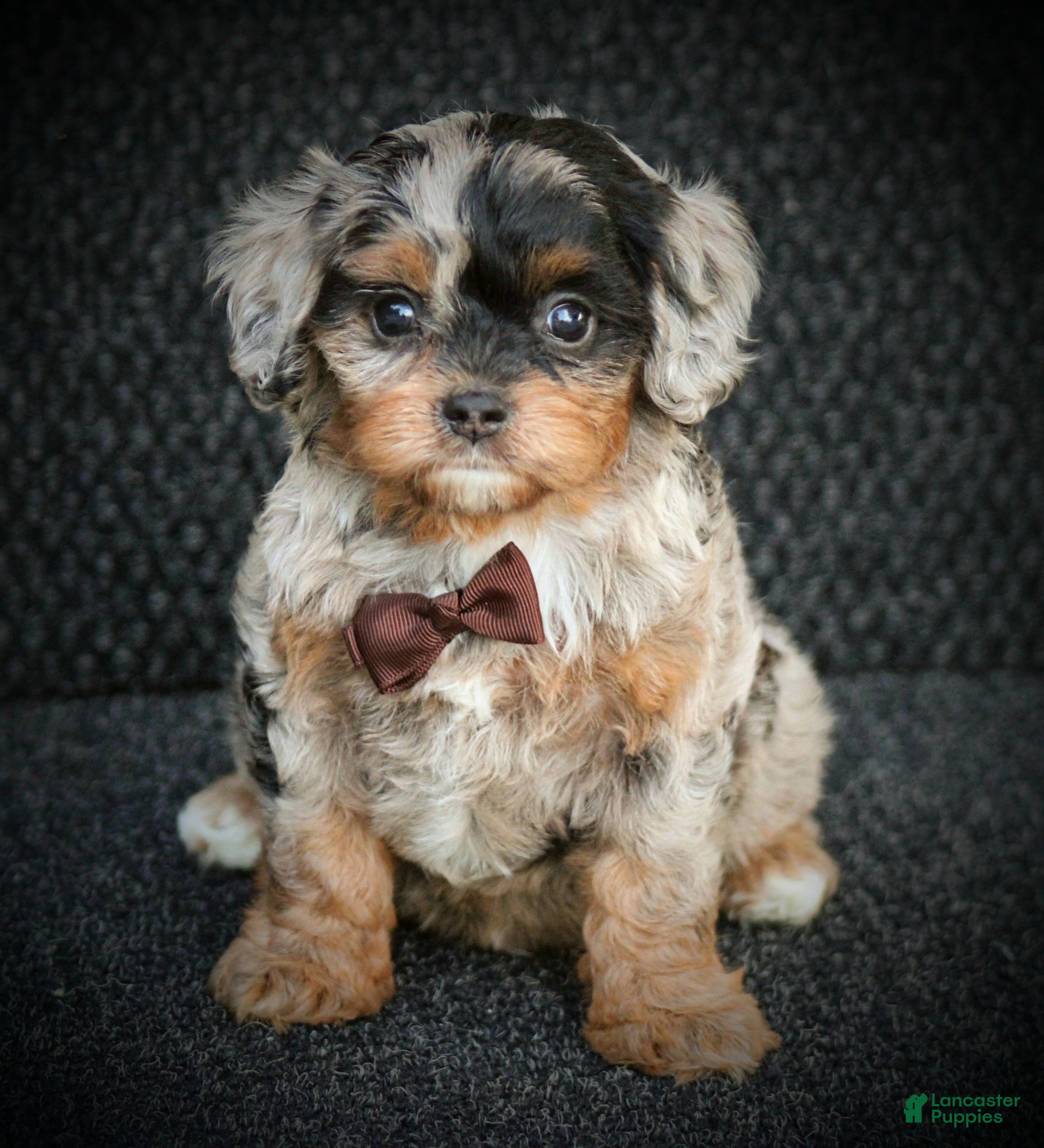 Cavapoo dogs Robo - Ad 1