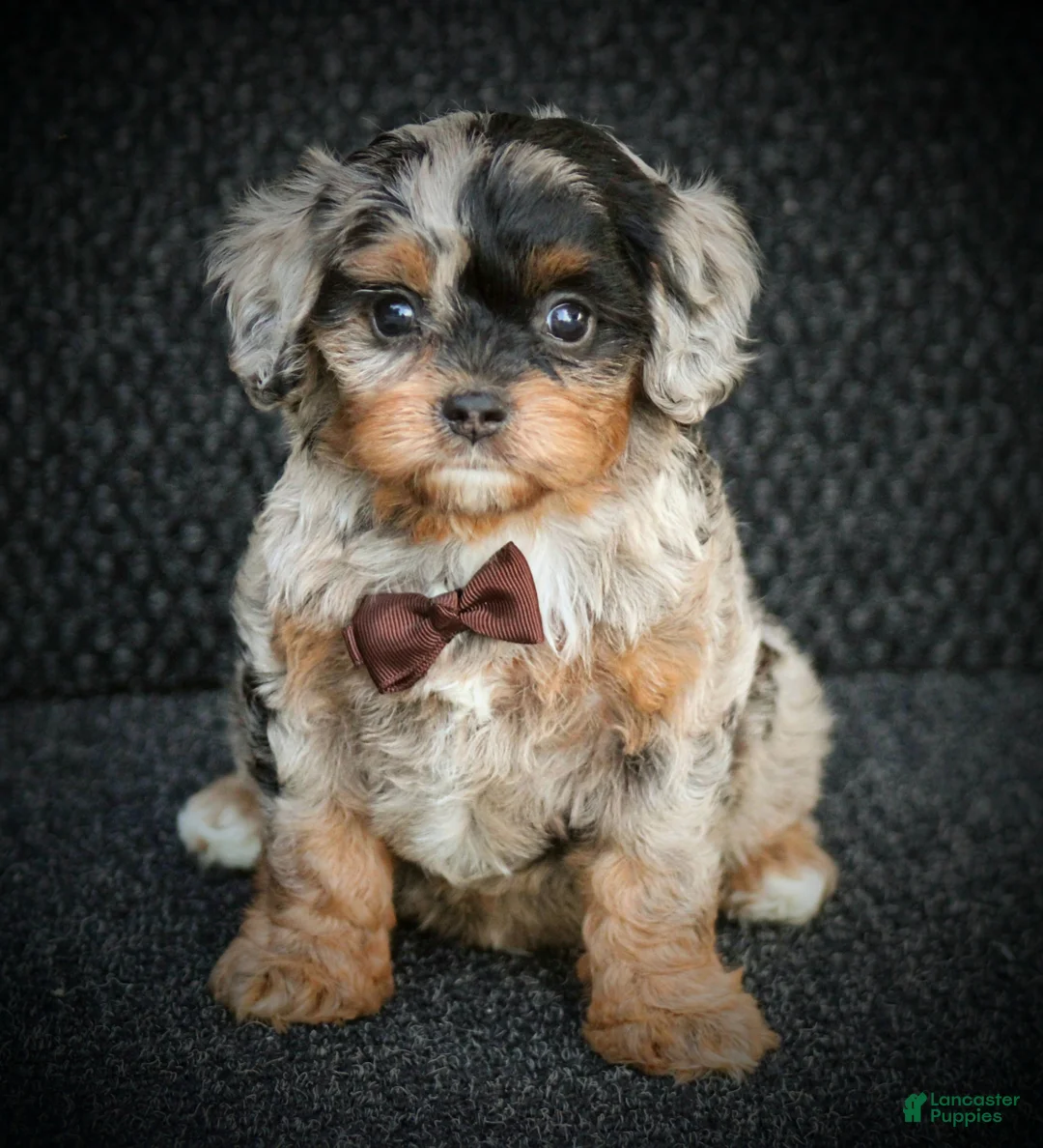 Cavapoo dogs for sale: Robo - Ad 1