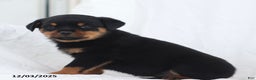Rottweiler dogs for sale: Kinza - Ad 2