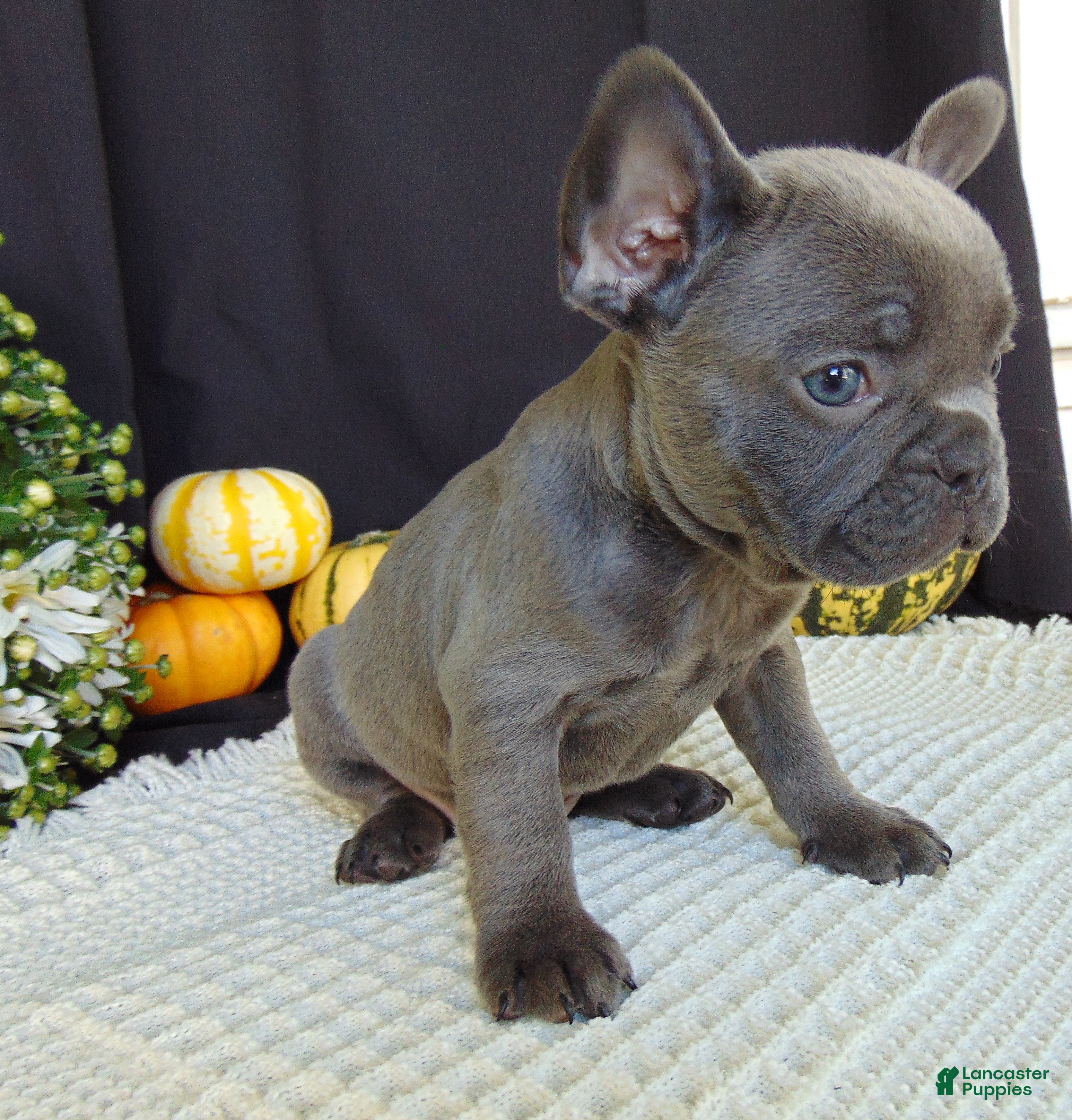 French Bulldog dogs Manny - Ad 2