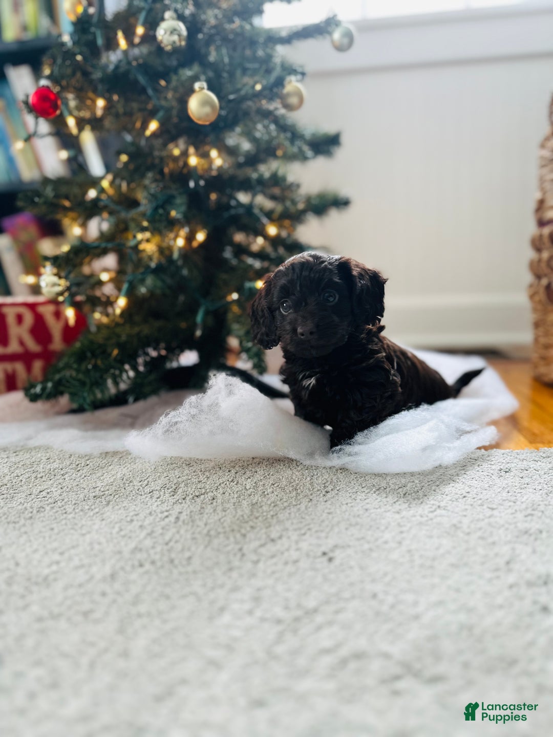 Mixed Breed dogs for sale: Rudolph - Ad 12