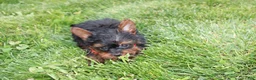 Yorkiepoo dogs for sale: Emmett  - Ad 5