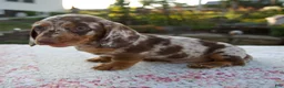 Miniature Dachshund dogs for sale: Noah - Ad 5