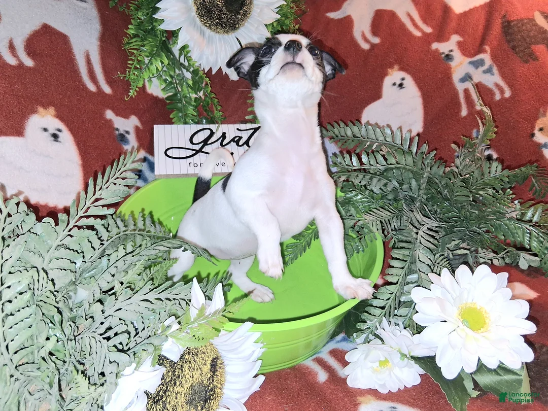 Jack Chi dogs for sale: "Cow"Bella - Ad 6