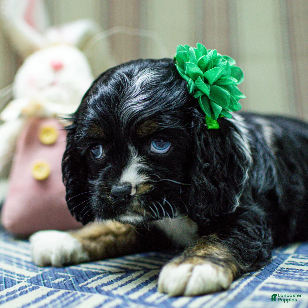 Cocker Spaniel dogs for sale: Tai Cocker Spaniel Puppy  - Ad 6