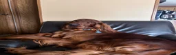 Irish Setter dogs for sale: Irish Setter 7 - Ad 3