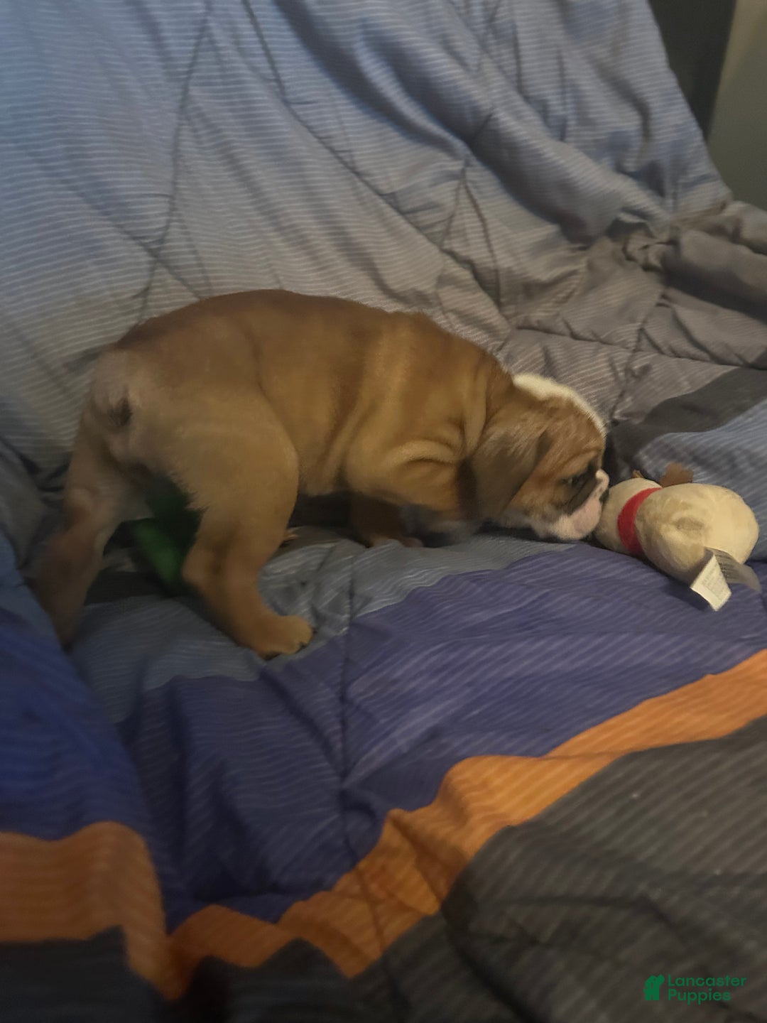 English Bulldog dogs for sale: Jaquard - Ad 2