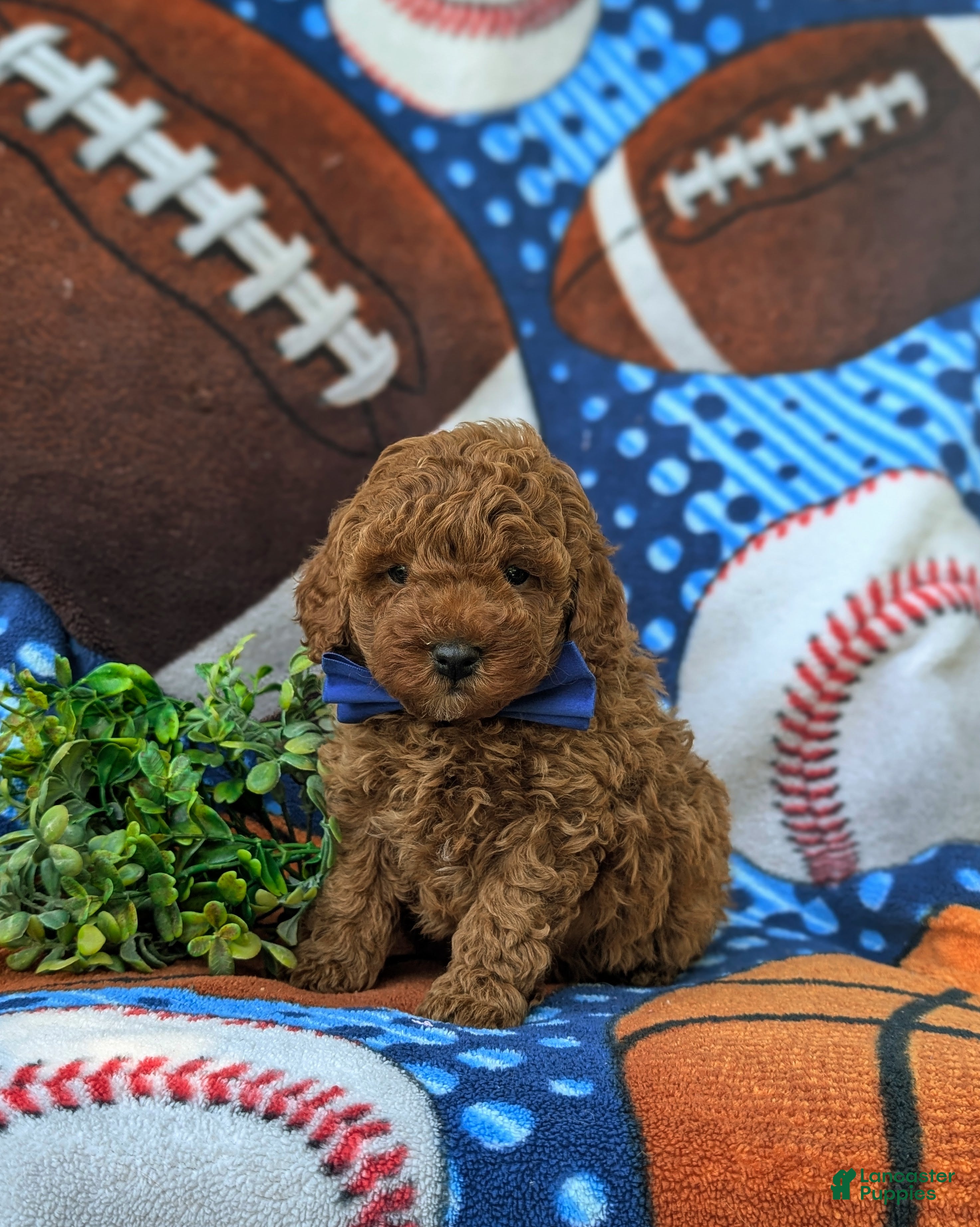 Miniature Poodle dogs Reilly - Ad 1