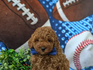 Miniature Poodle dogs for sale: Reilly - Ad 3