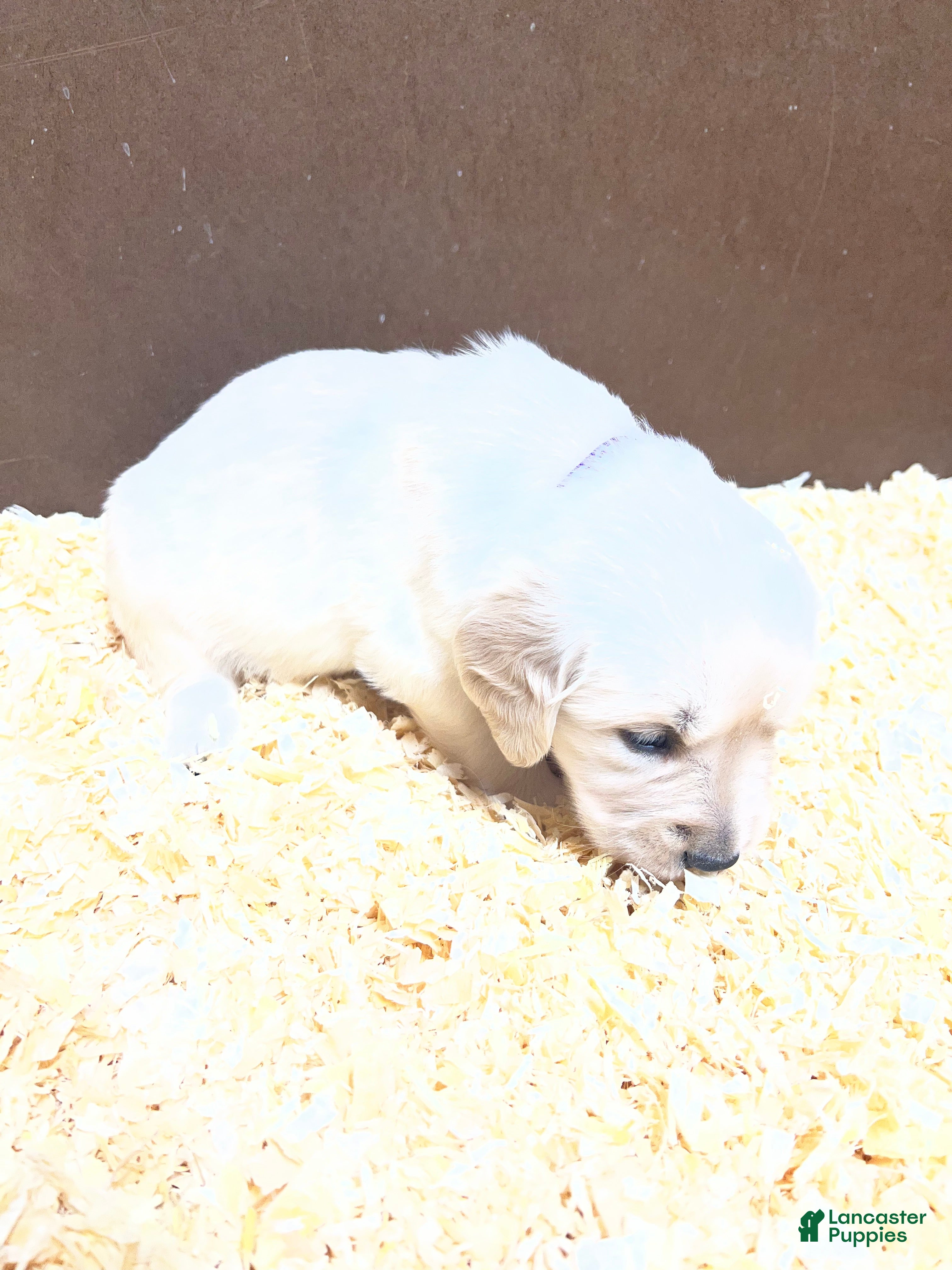 Golden Retriever dogs Gold - Ad 1